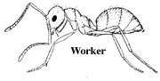 worker ant