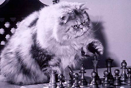 chesscat.jpg