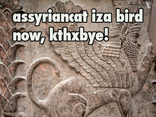 assyriancat.png